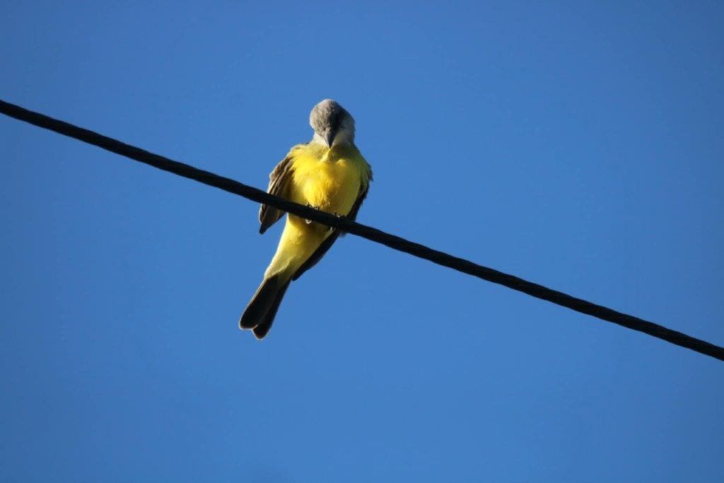 the Best Birdwatching Spots in Huatulco