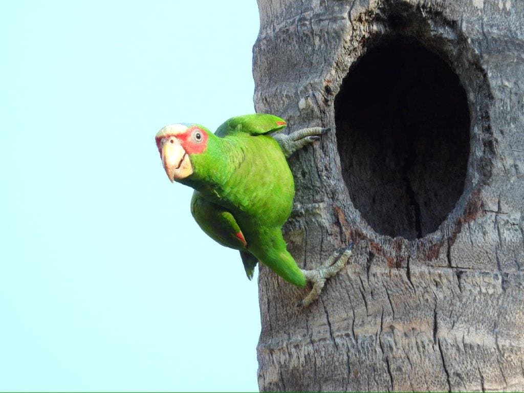 the Best Birdwatching Spots in Huatulco