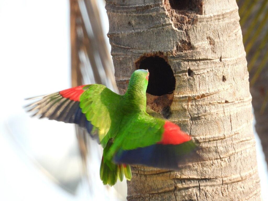 Guided bird watching tours Huatulco