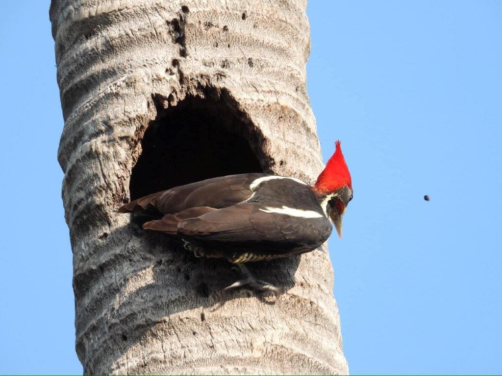 Birding Tours in Huatulco