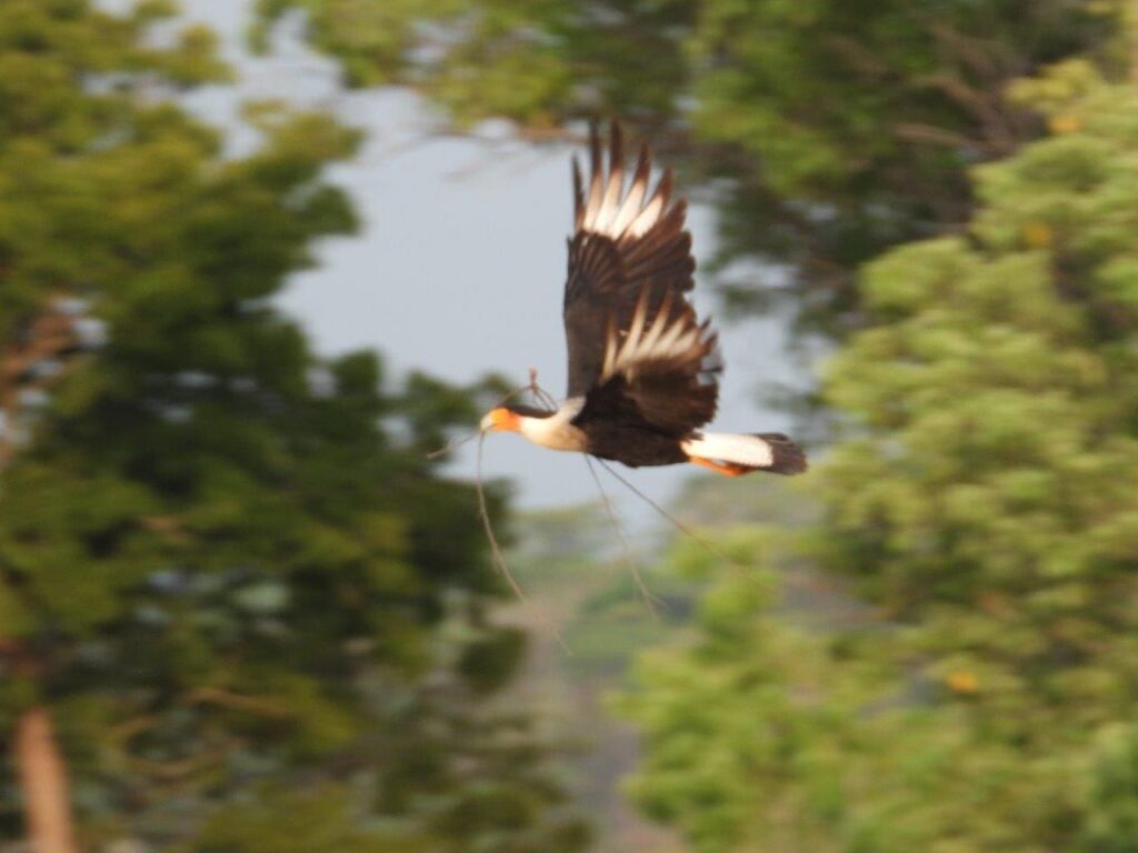 birding tours in huatulco