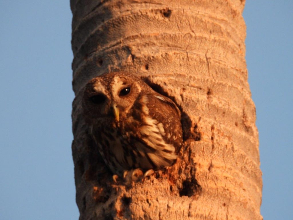 Huatulco birding