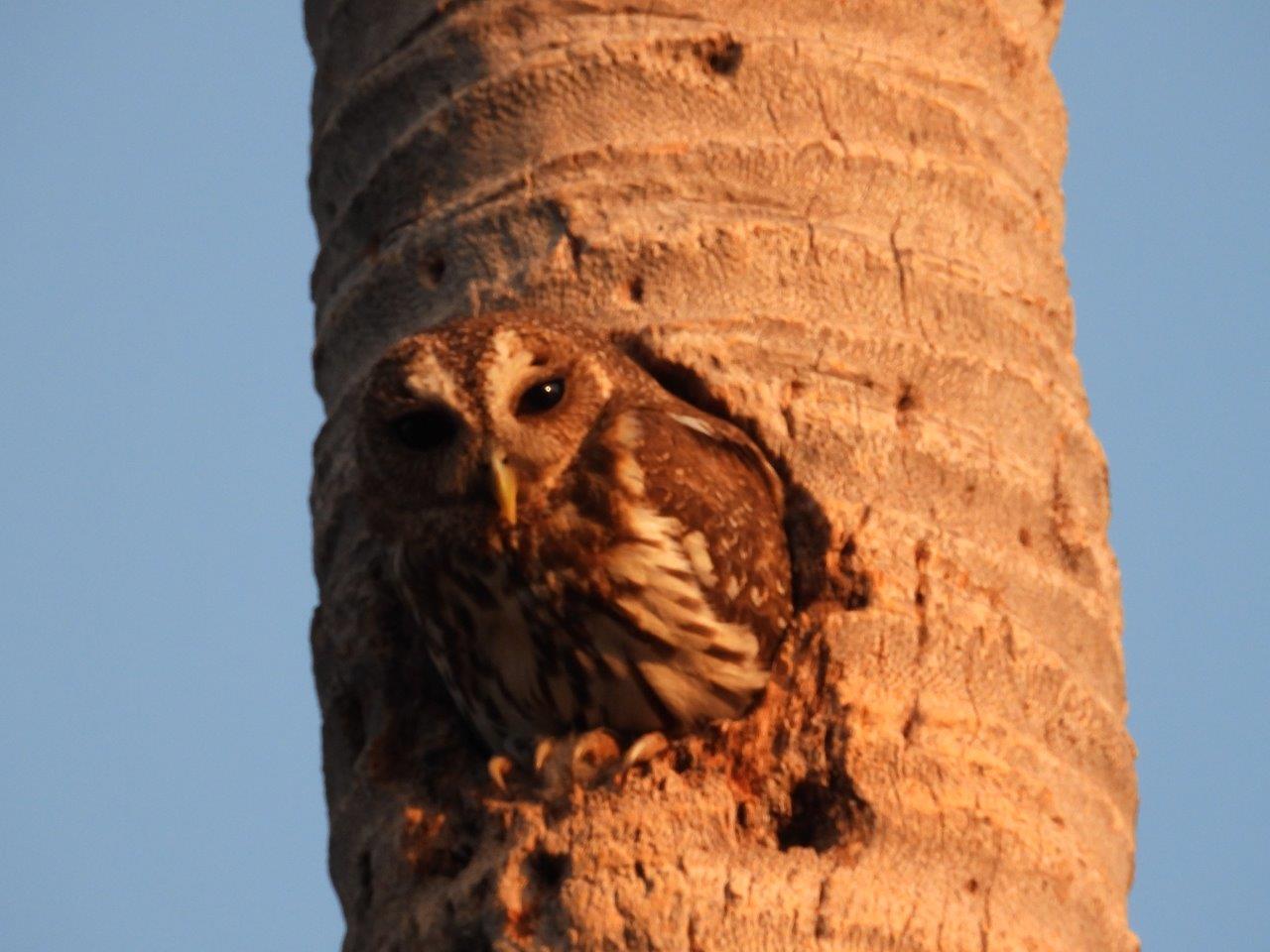 Huatulco birding 