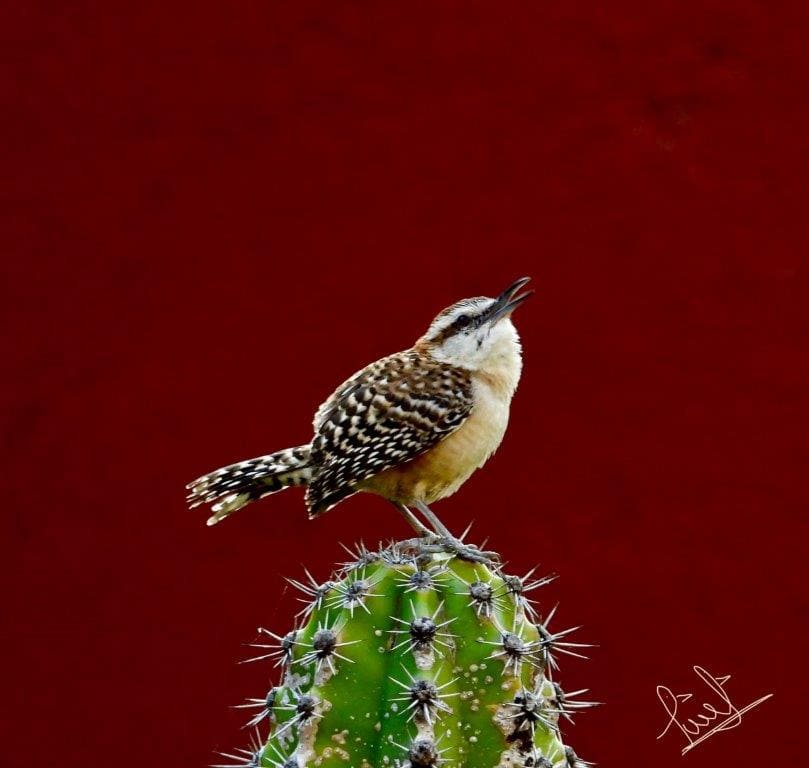 Birdwatching in Huatulco