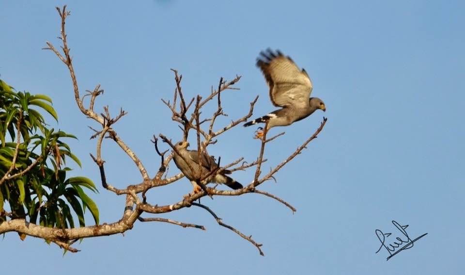 birding tour Huatulco