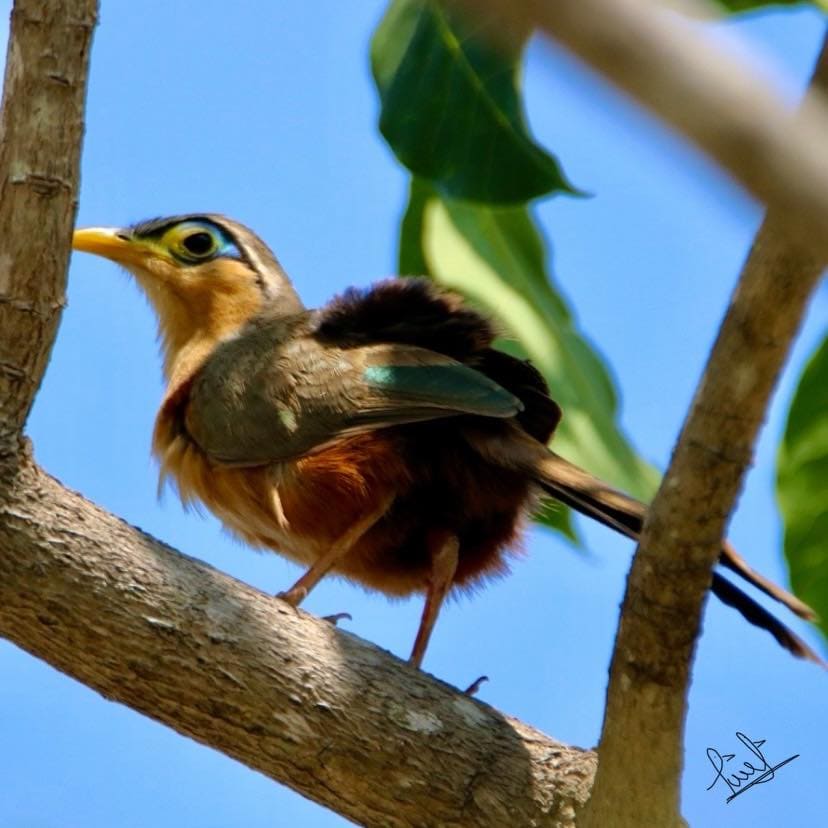  Birdwatching in Huatulco