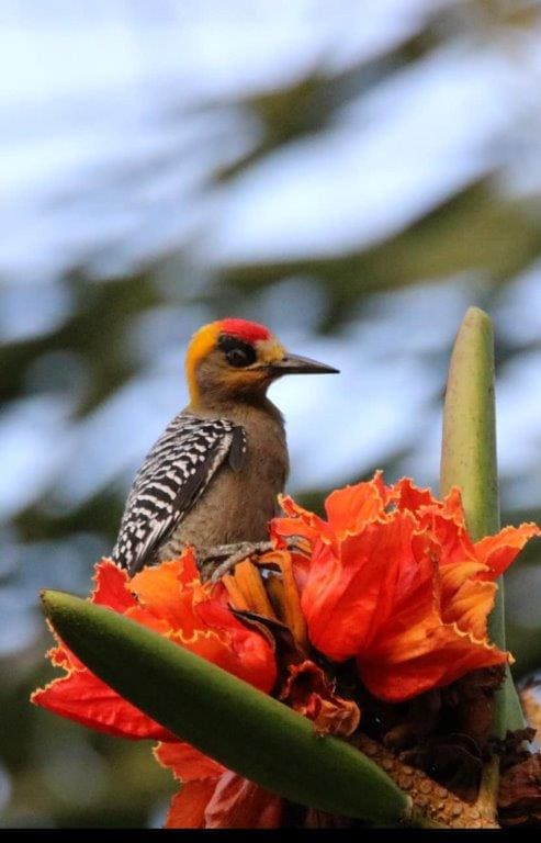 Birdwatching in Huatulco