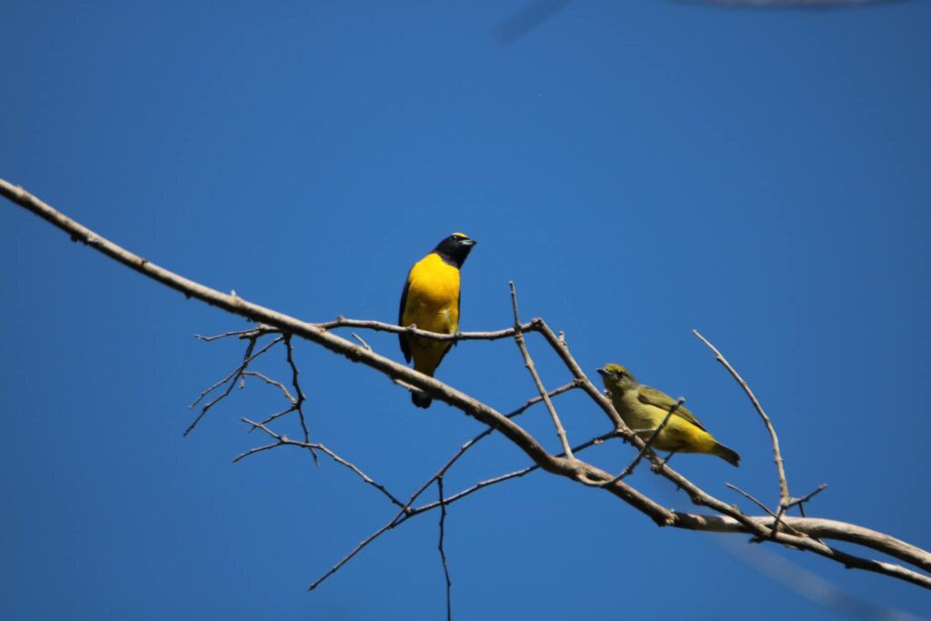 Birding trips Huatulco