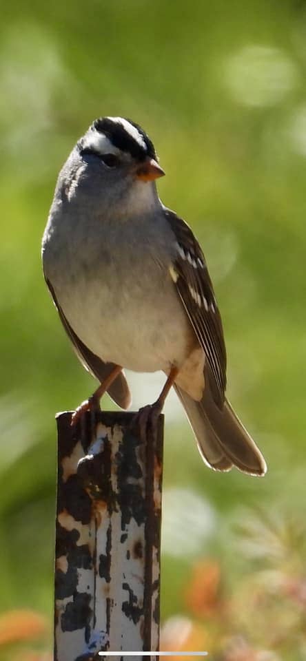 Huatulco birding tours