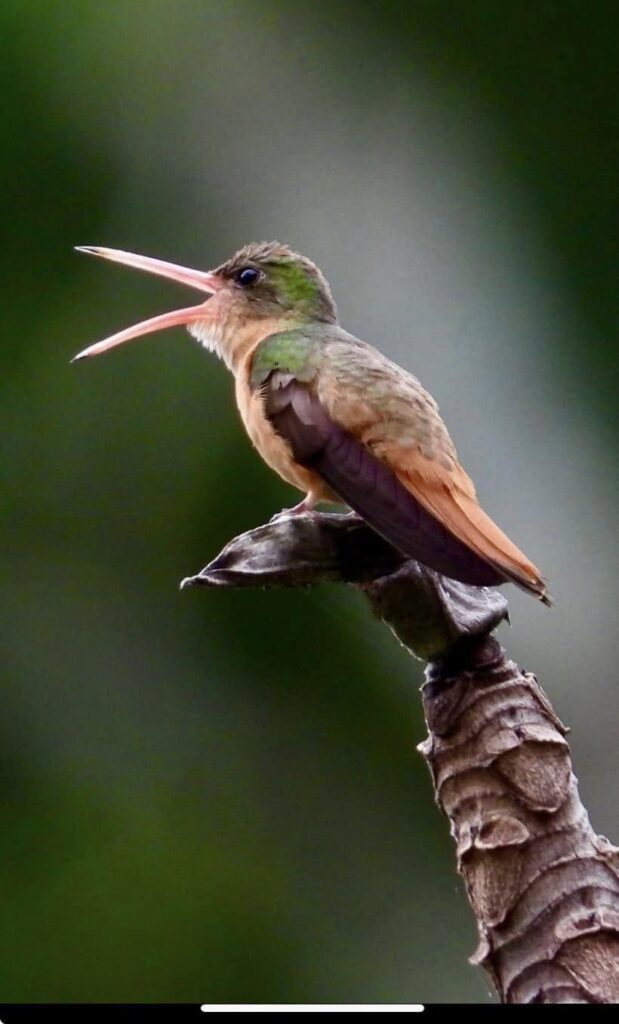 Birdwatching in Huatulco