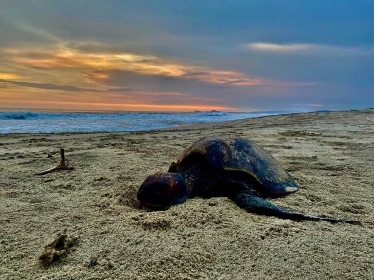 Sea Turtle Tours Huatulco