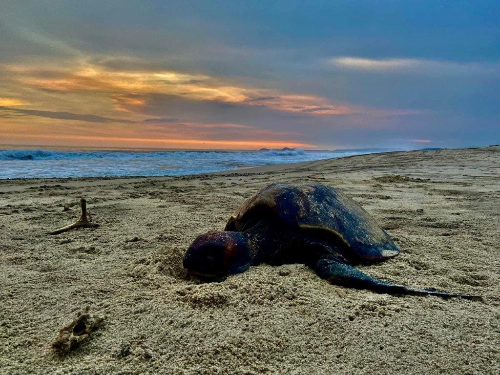 Sea Turtle Tours Huatulco