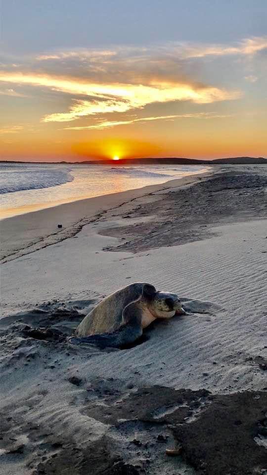 Huatulco sea turtles