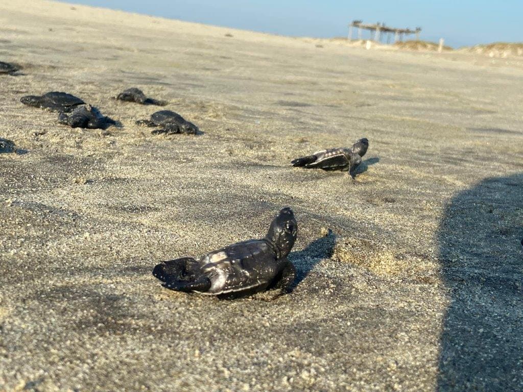 Sea turtle watching tours in Huatulco